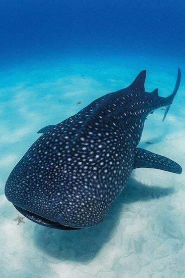 Whale shark